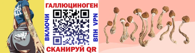 Галлюциногенные грибы Psilocybe  даркнет сайт  Полысаево 